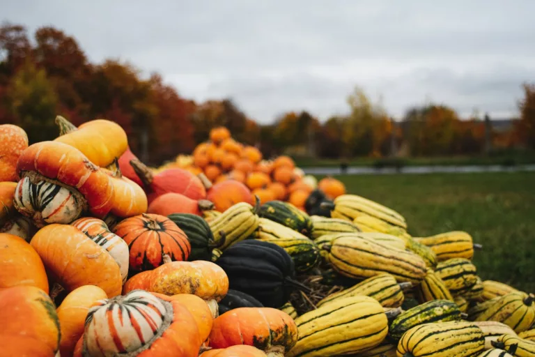 Article | Courges amères et courges comestibles  : comment les différencier ?