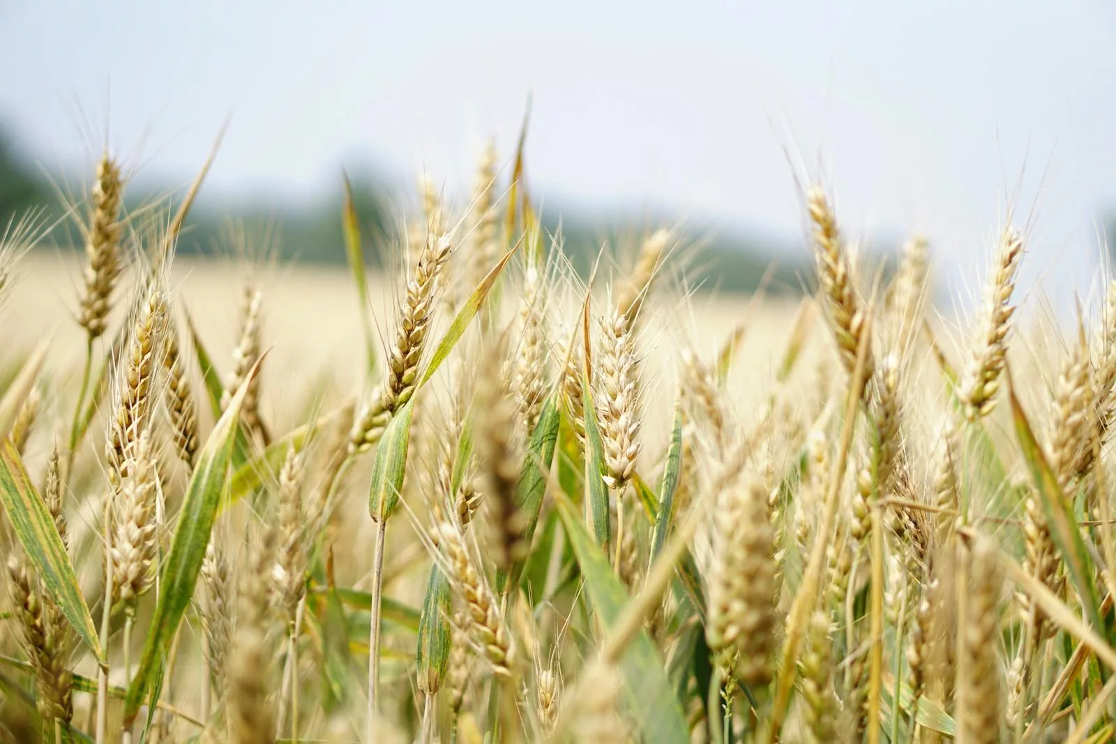 Est-ce que le seigle contient du gluten ?