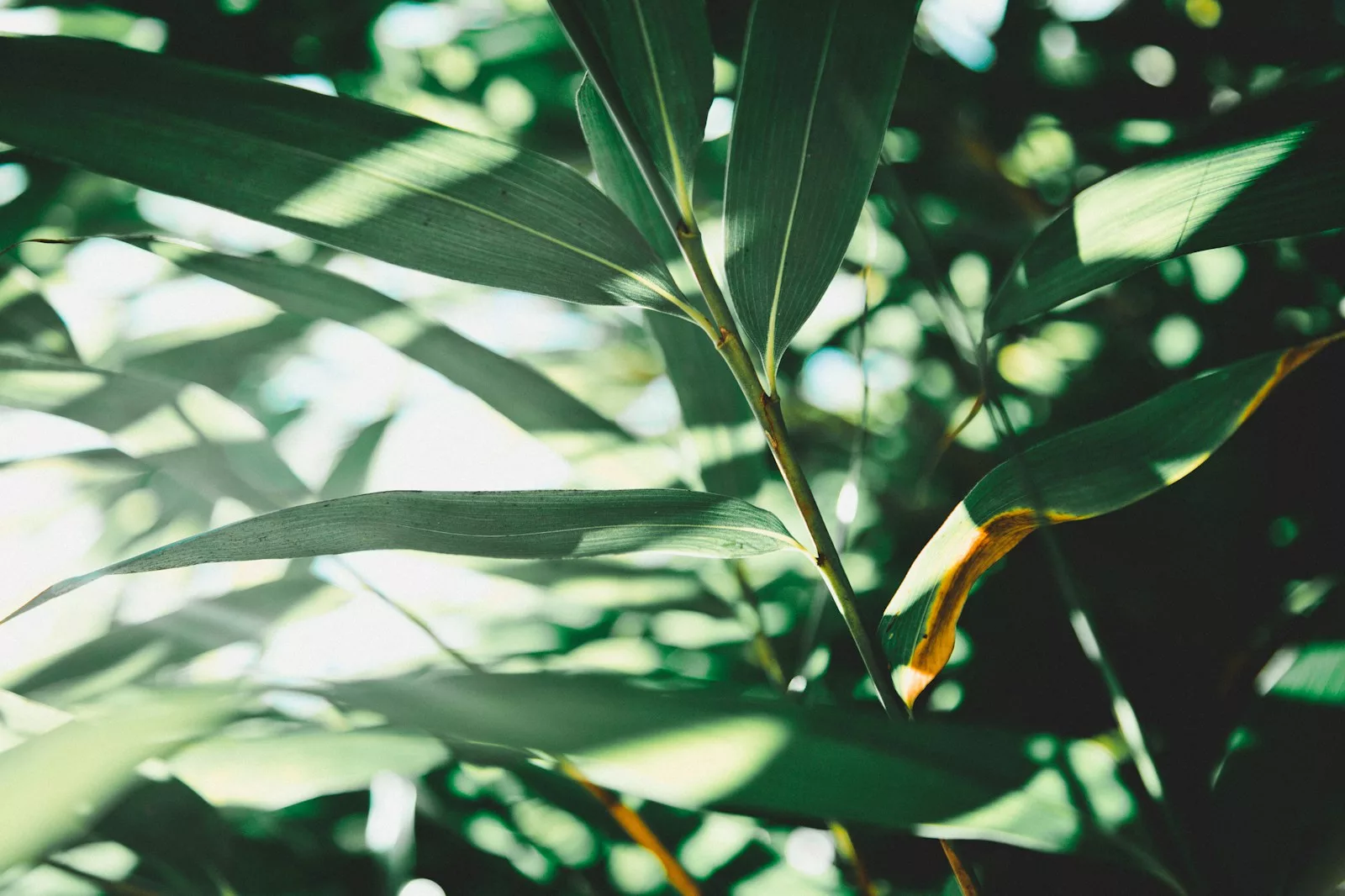 Documentaire Les 5 meilleures plantes d’intérieur faciles à entretenir