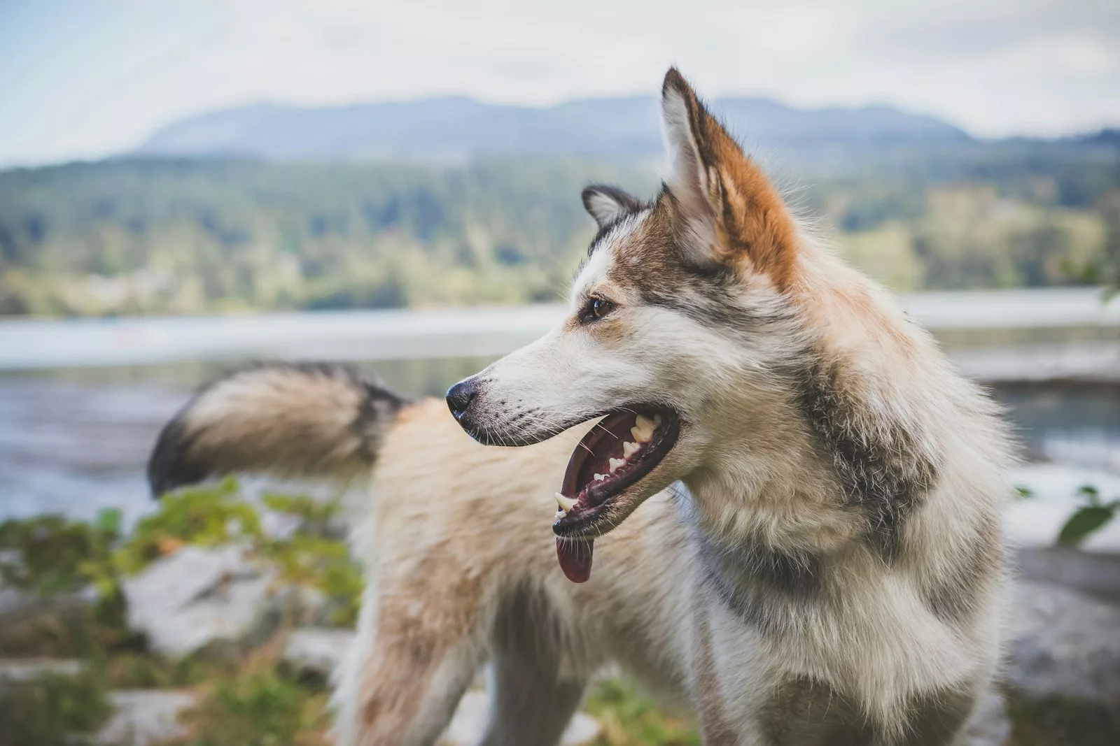 Documentaire Pourquoi les chiens remuent la queue ?