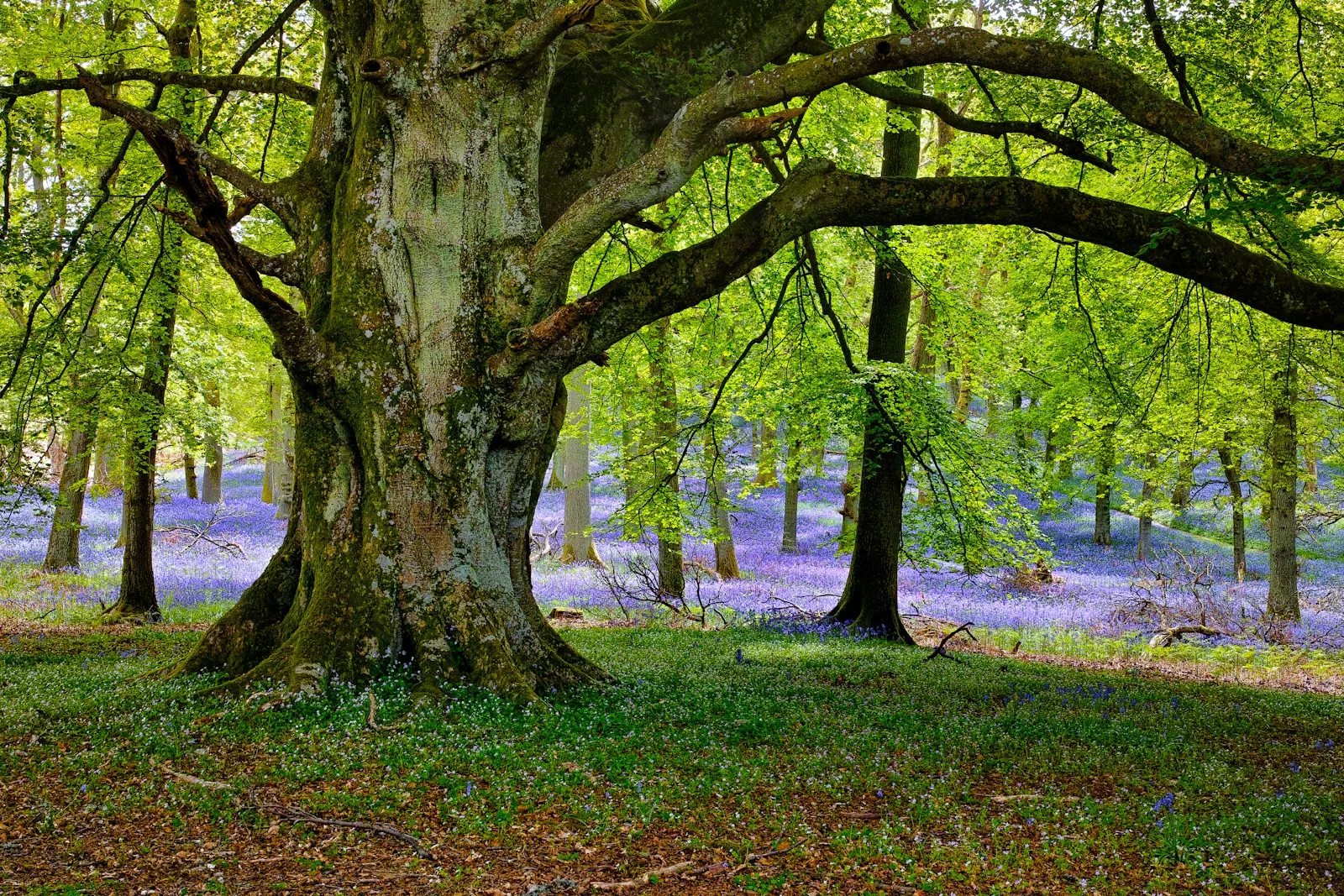 Quelle arbre pousse le plus vite ?