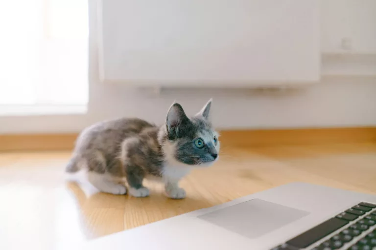 Article | Quelle litière pour un chaton ?