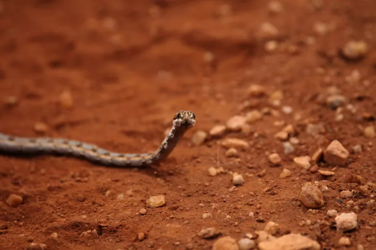 Article | Quels sont les plus petits serpents ?