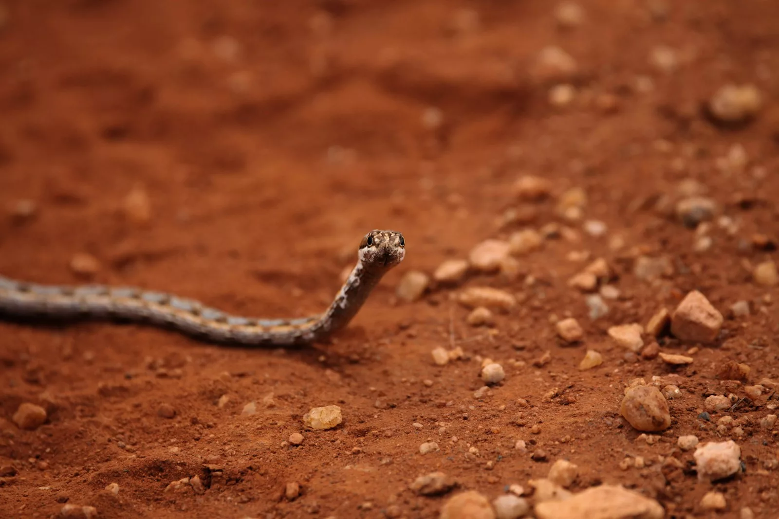 Quels sont les plus petits serpents ?