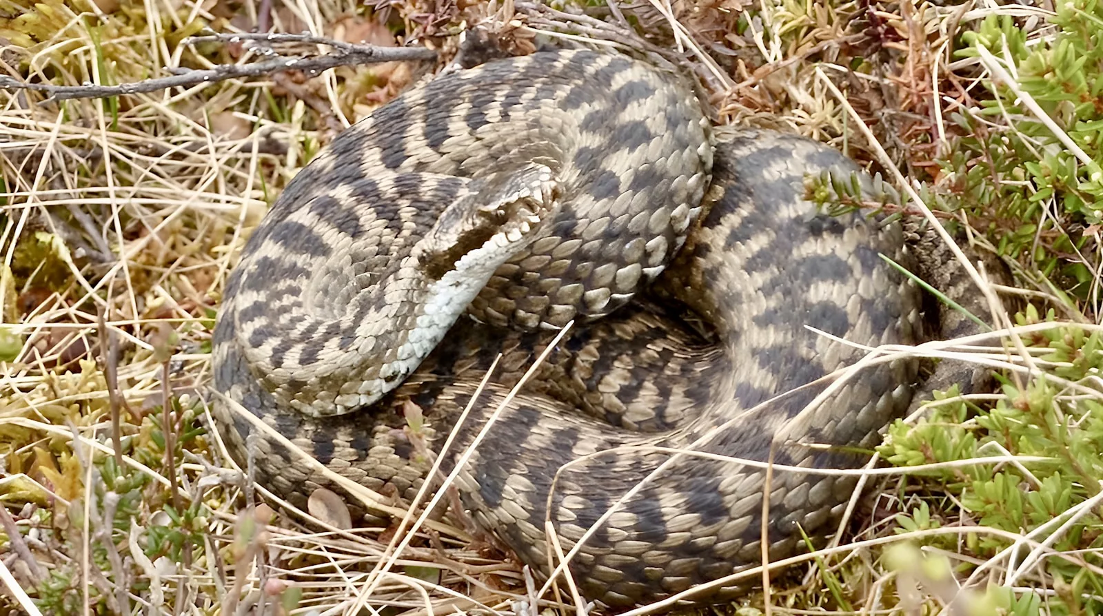 Quels sont les serpents les plus venimeux d'Europe ?