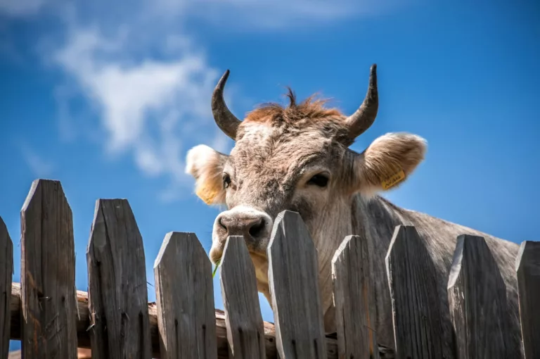 Article | Qu’est-ce que le bien-être animal ?