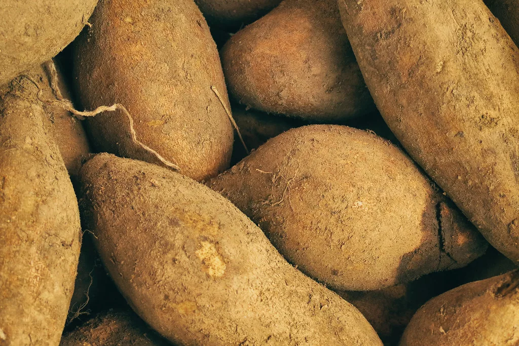 Documentaire Remplacer le sucre par du sirop de yacon : est-ce une alternative saine ?