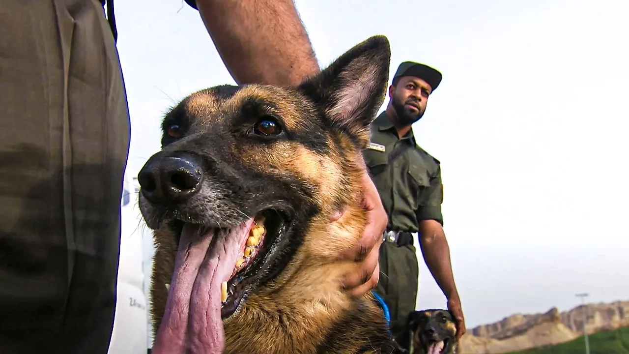 Abu Dhabi : les vétérinaires forment les maîtres-chiens