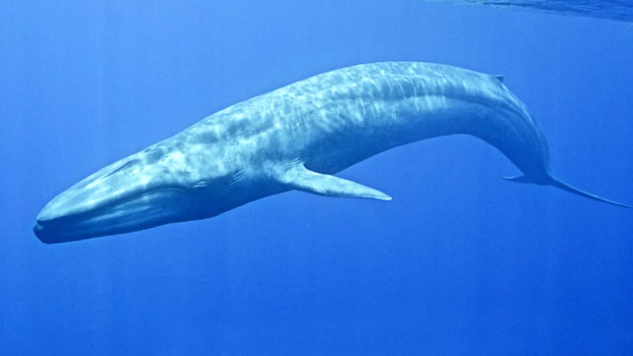 Baleine bleue : le plus grand animal du monde