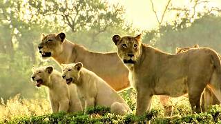 Beautés fragiles: les lionceaux blancs en danger