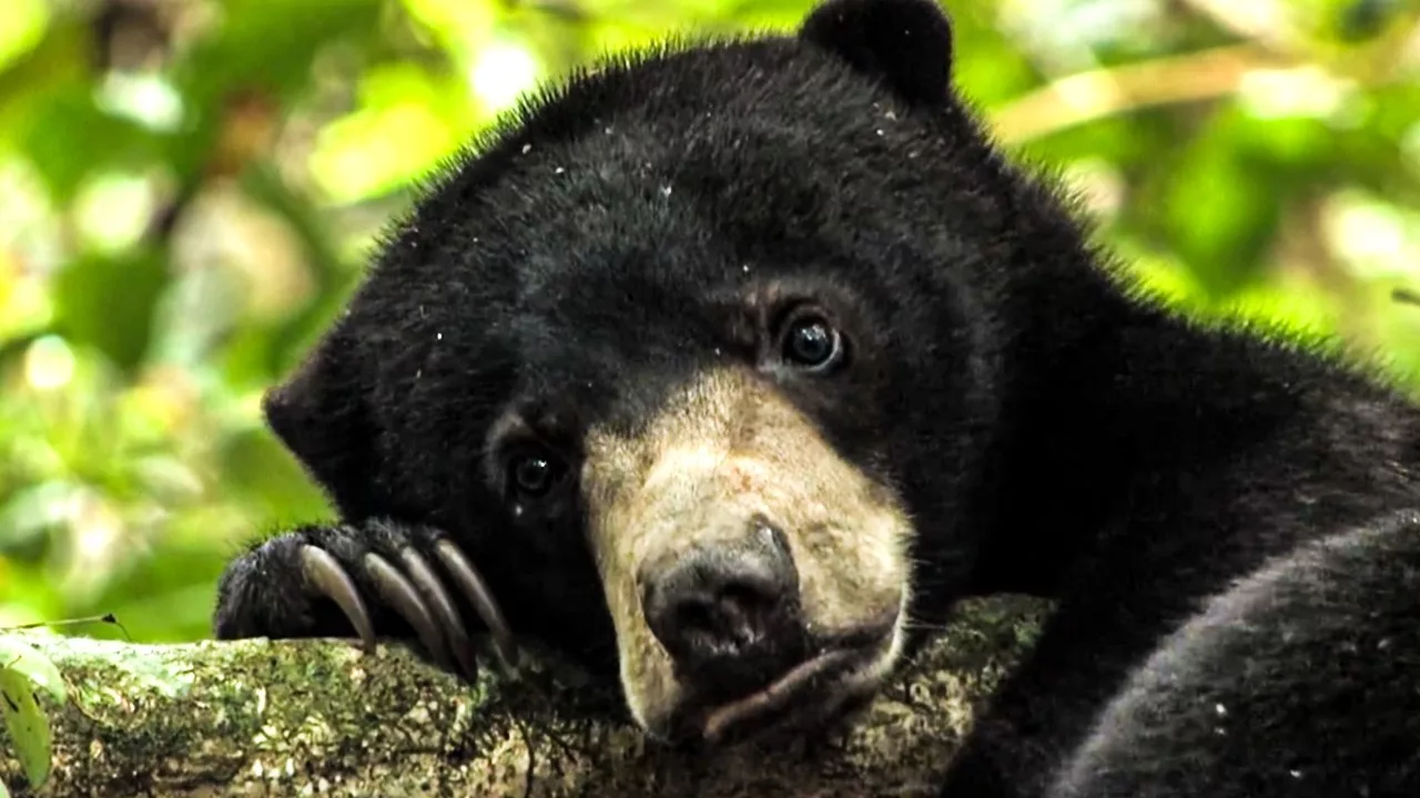 Documentaire Bernie, le retour d’un ourson à la vie sauvage