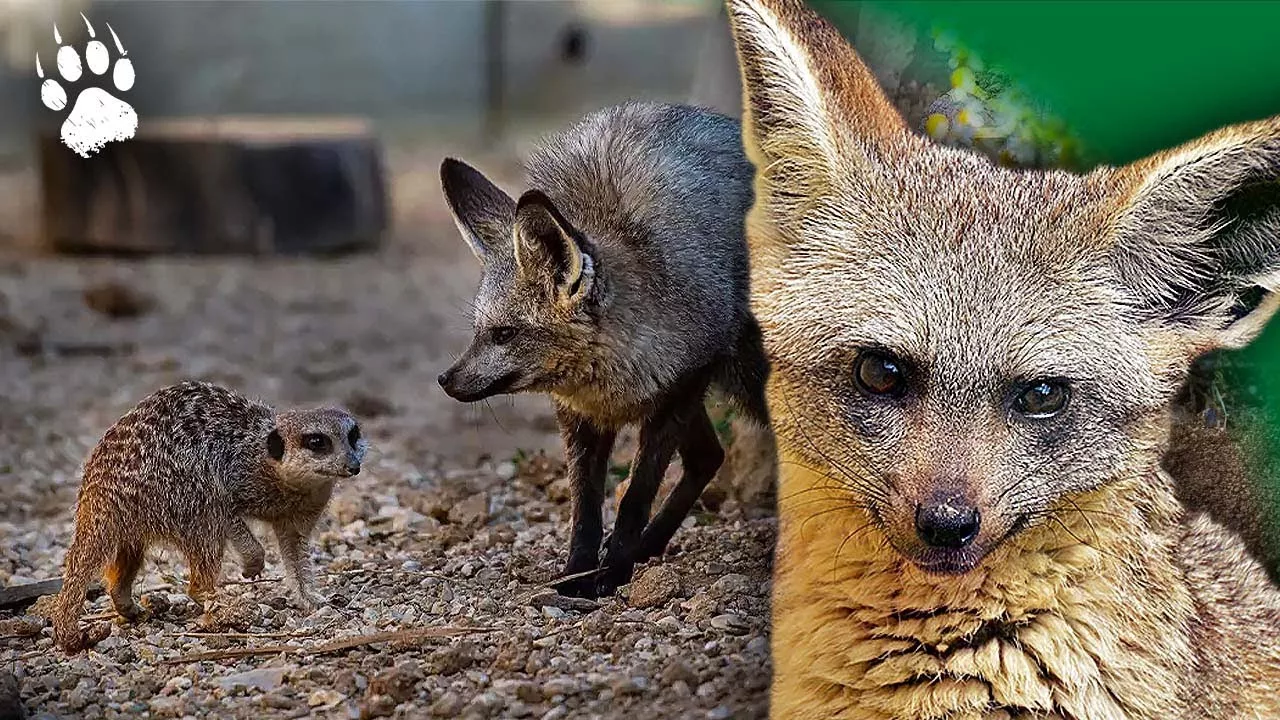 Coexistence dans la savane : les règles du voisinage animal