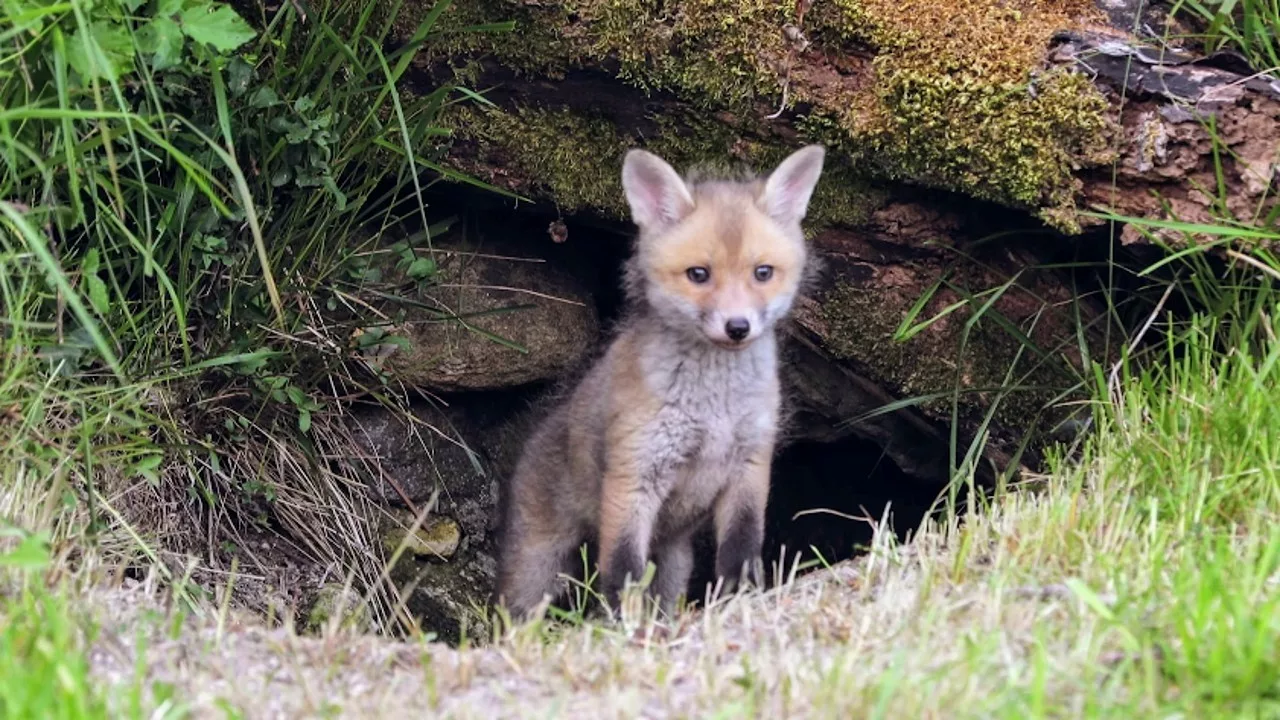 Documentaire Campagnes françaises : les premiers pas dans la vie sauvage