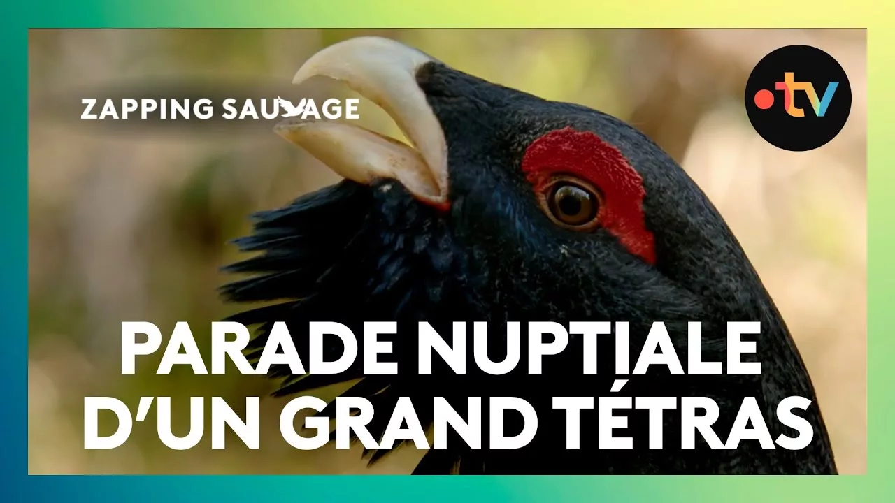 Ce grand tétras drague une femelle en chantant