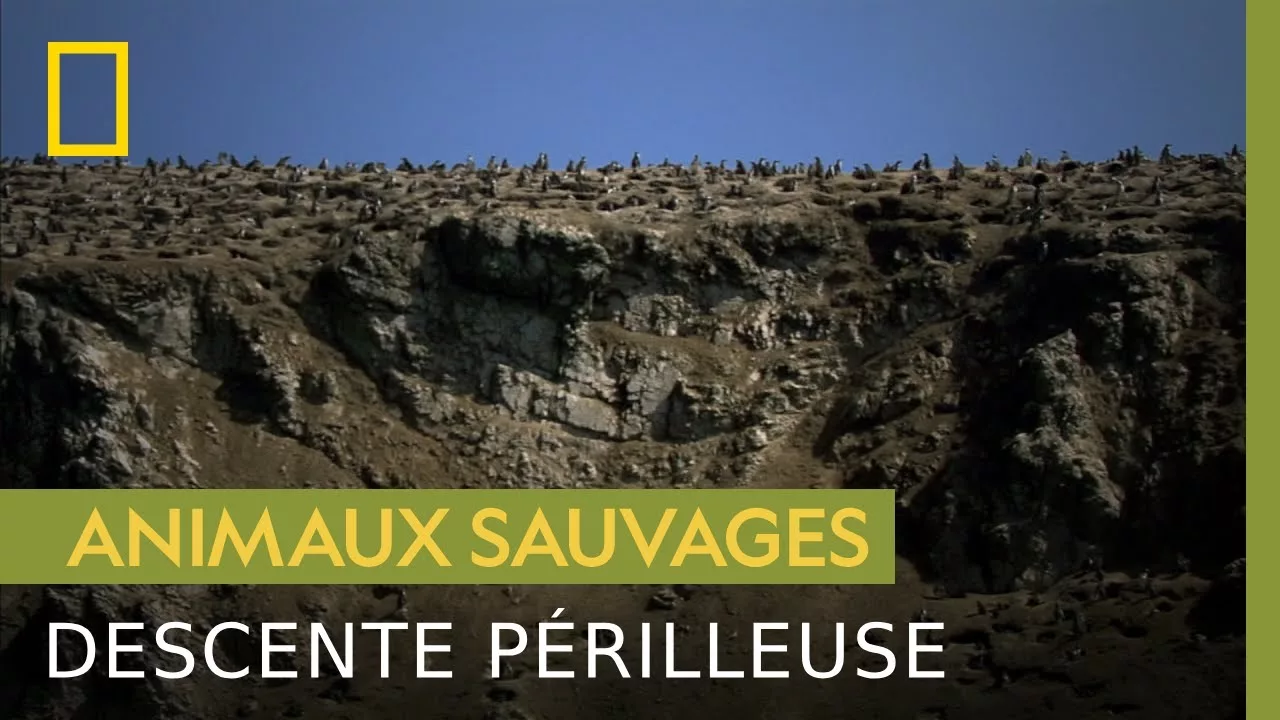 Documentaire Ces manchots doivent descendre d’une falaise escarpée pour survivre