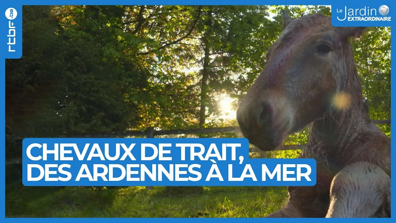 Chevaux de trait : des Ardennes à la mer