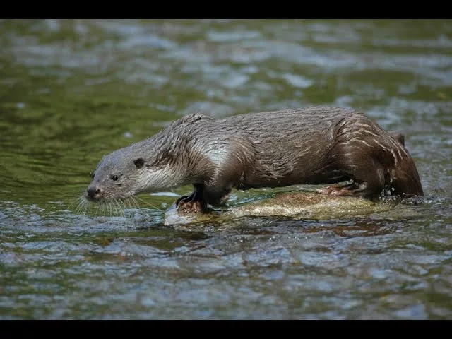 Documentaire La loutre à contre courant