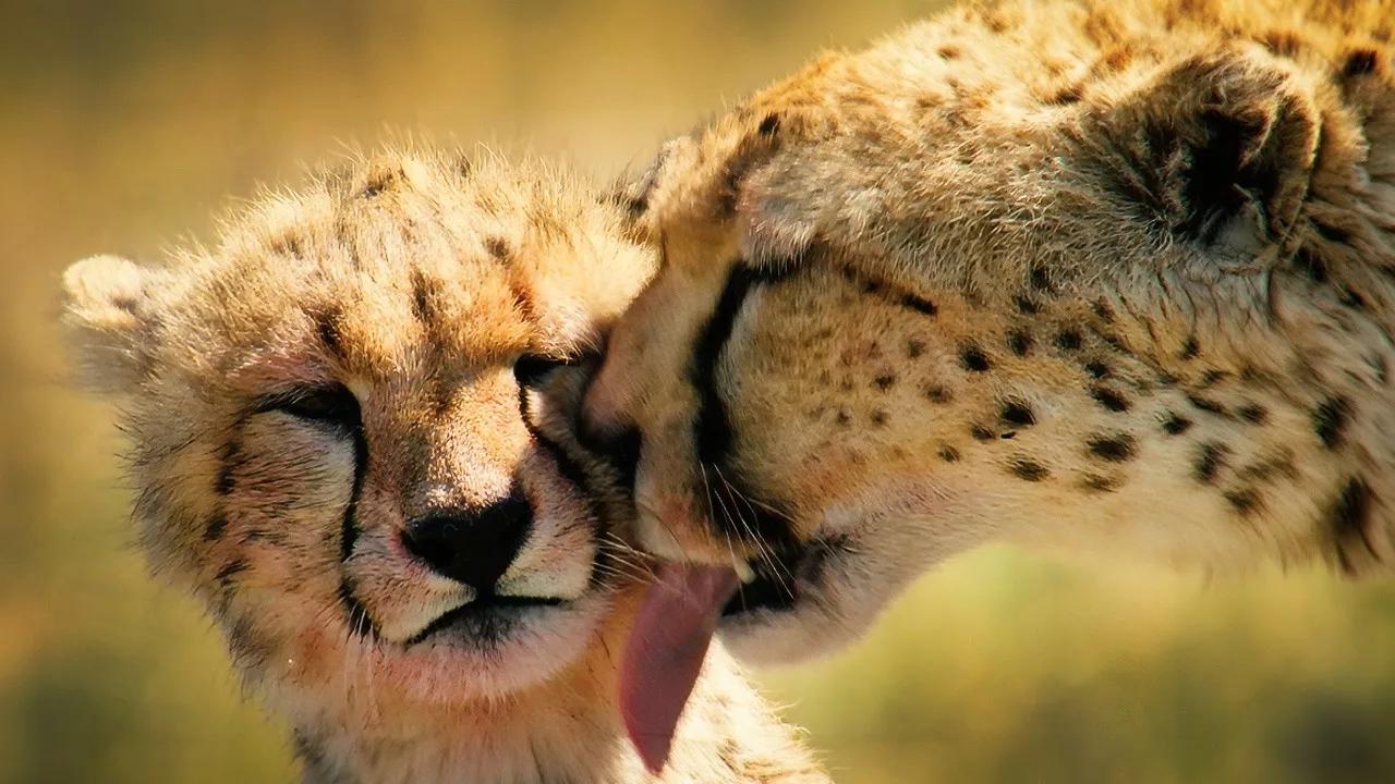 Dans la savane, mieux vaut naître mâle ou femelle?