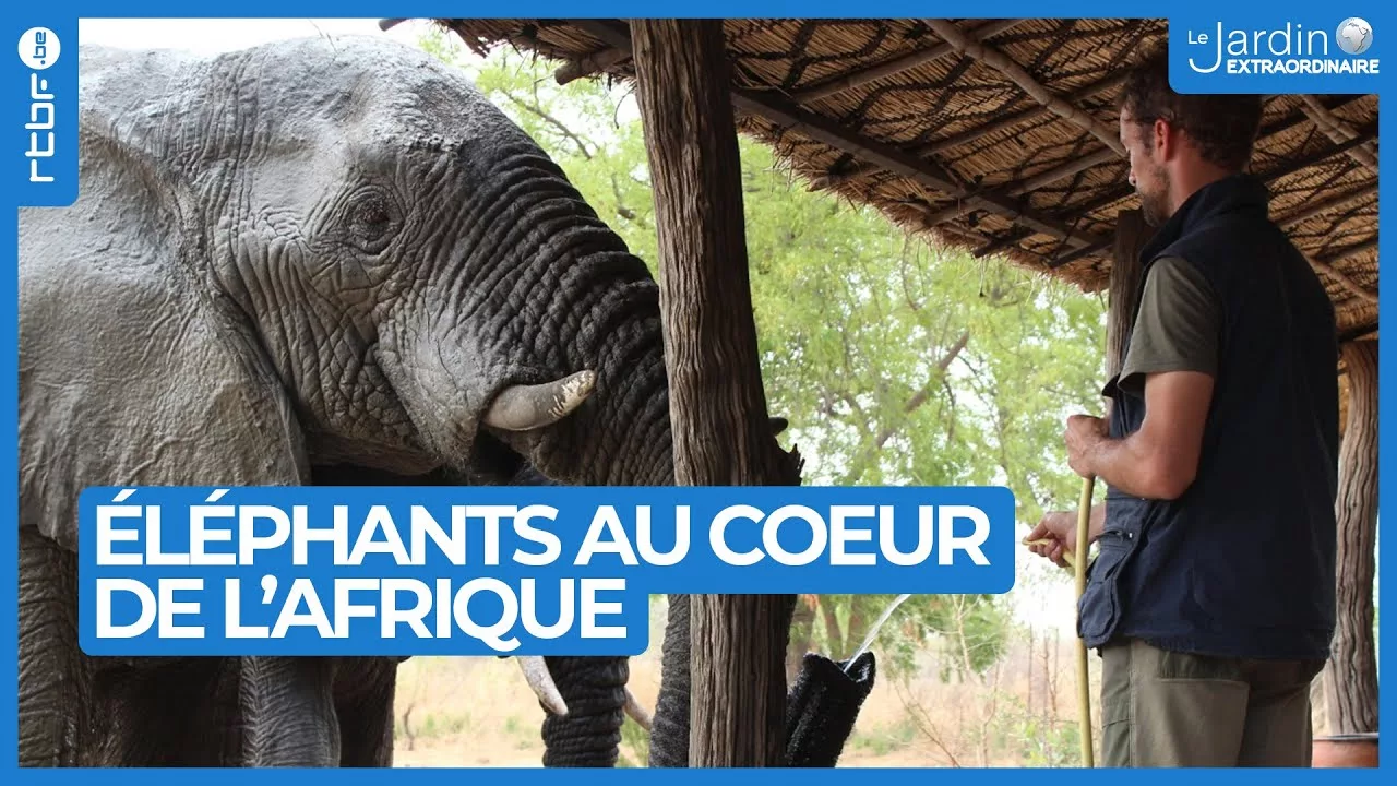 Élephants au coeur de l'Afrique