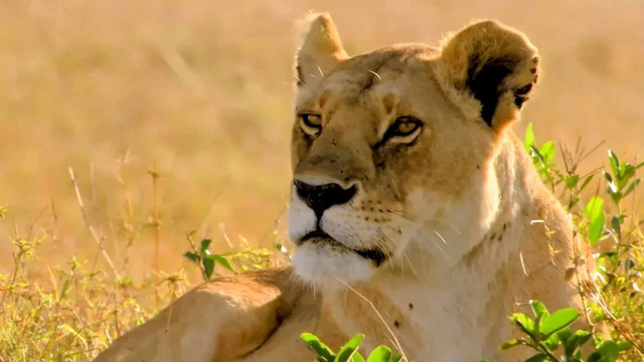 Documentaire Kenya : dans l’intimité d’un clan de lionnes