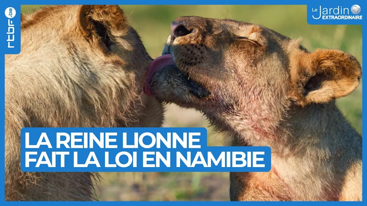 La reine lionne : qui fait la loi en Namibie ?