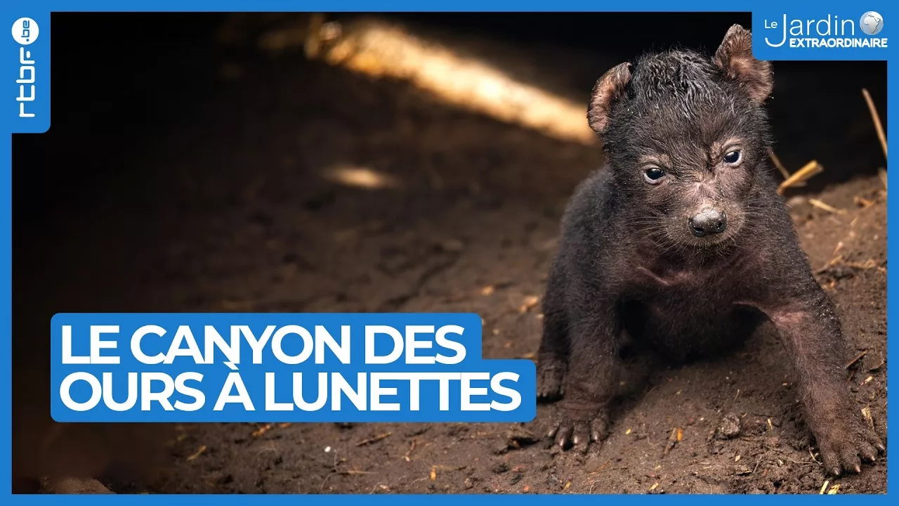 Le canyon des ours à lunettes en Amérique du Sud