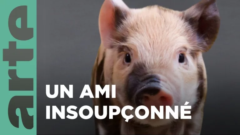 Article | Le cochon – Nos animaux et nous