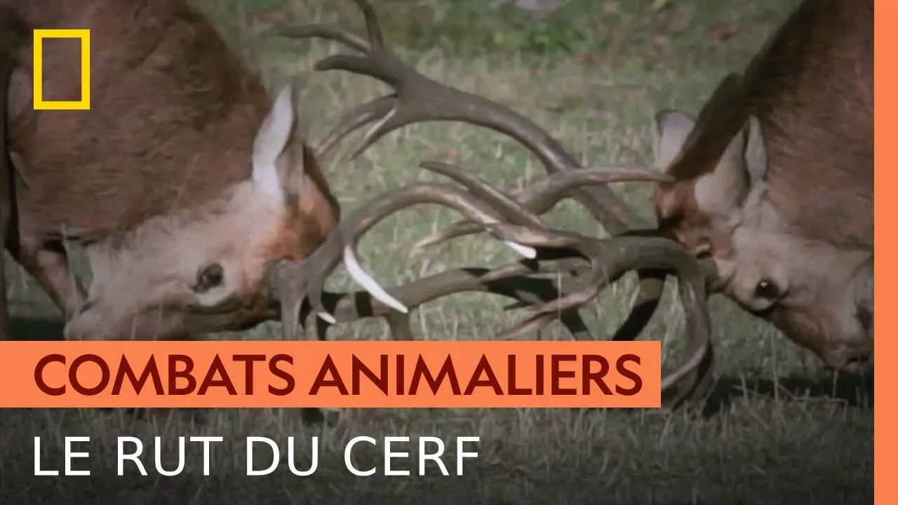 Le dangereux rut du cerf