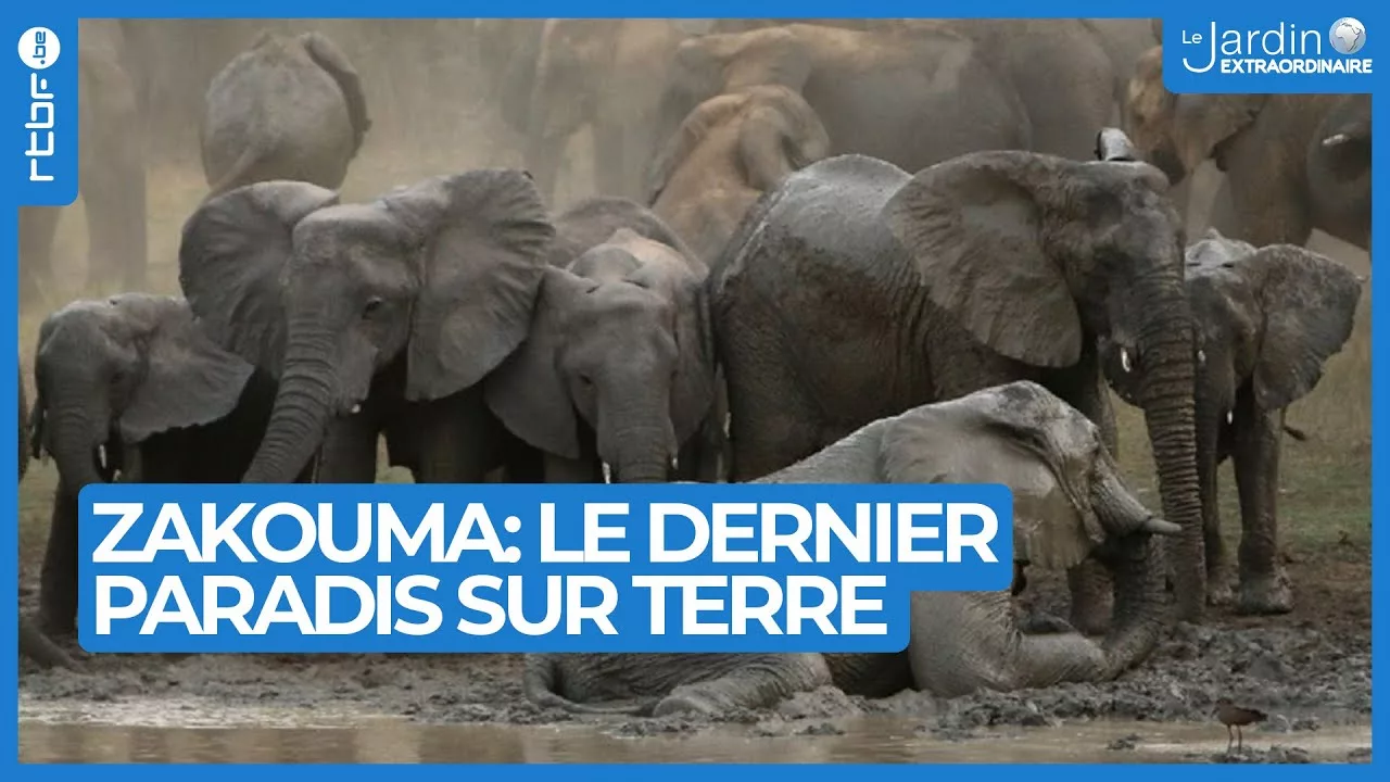 Documentaire Le dernier paradis sur terre : découvrez le Parc National de Zakouma