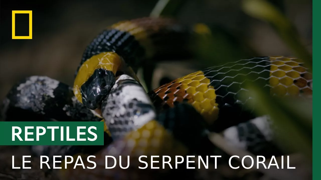 Le serpent corail n'épargne pas ses semblables