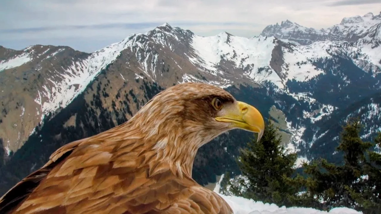 Liberté et captivité : destins croisés des aigles