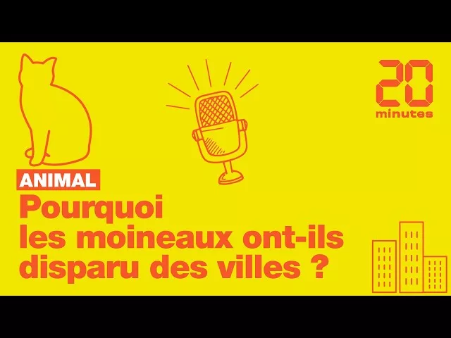 Pourquoi les moineaux ont-ils disparu des villes ?