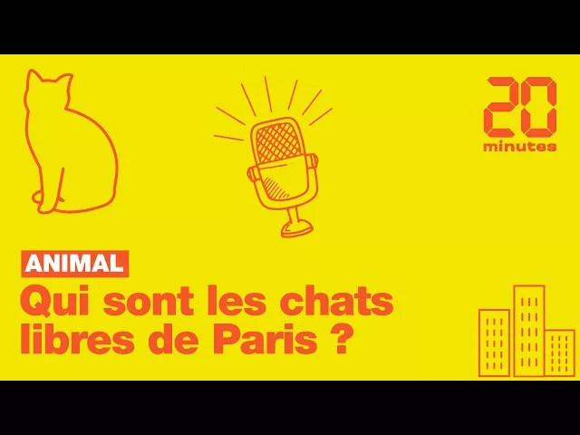 Qui sont les chats libres de Paris ?