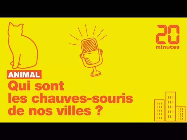 Qui sont les chauves-souris de nos villes ?