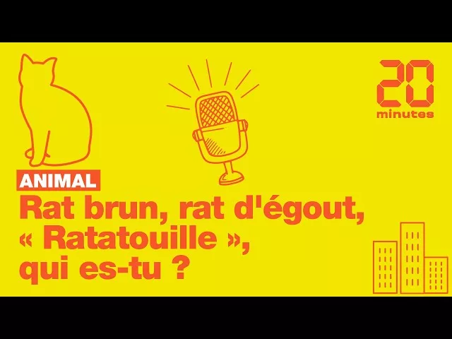 Rat brun, rat d’égout, «Ratatouille », qui es-tu ?