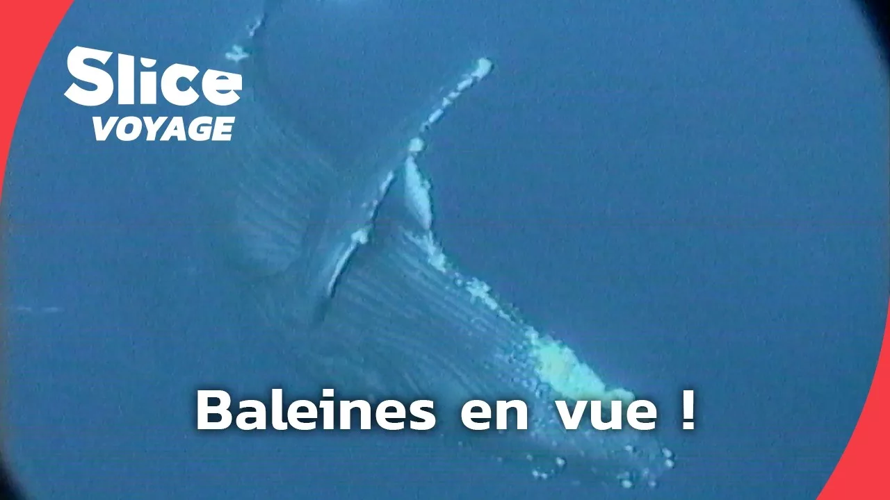 Pacifique : rencontre avec les baleines