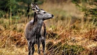 Saisons rudes : la survie dans les bois