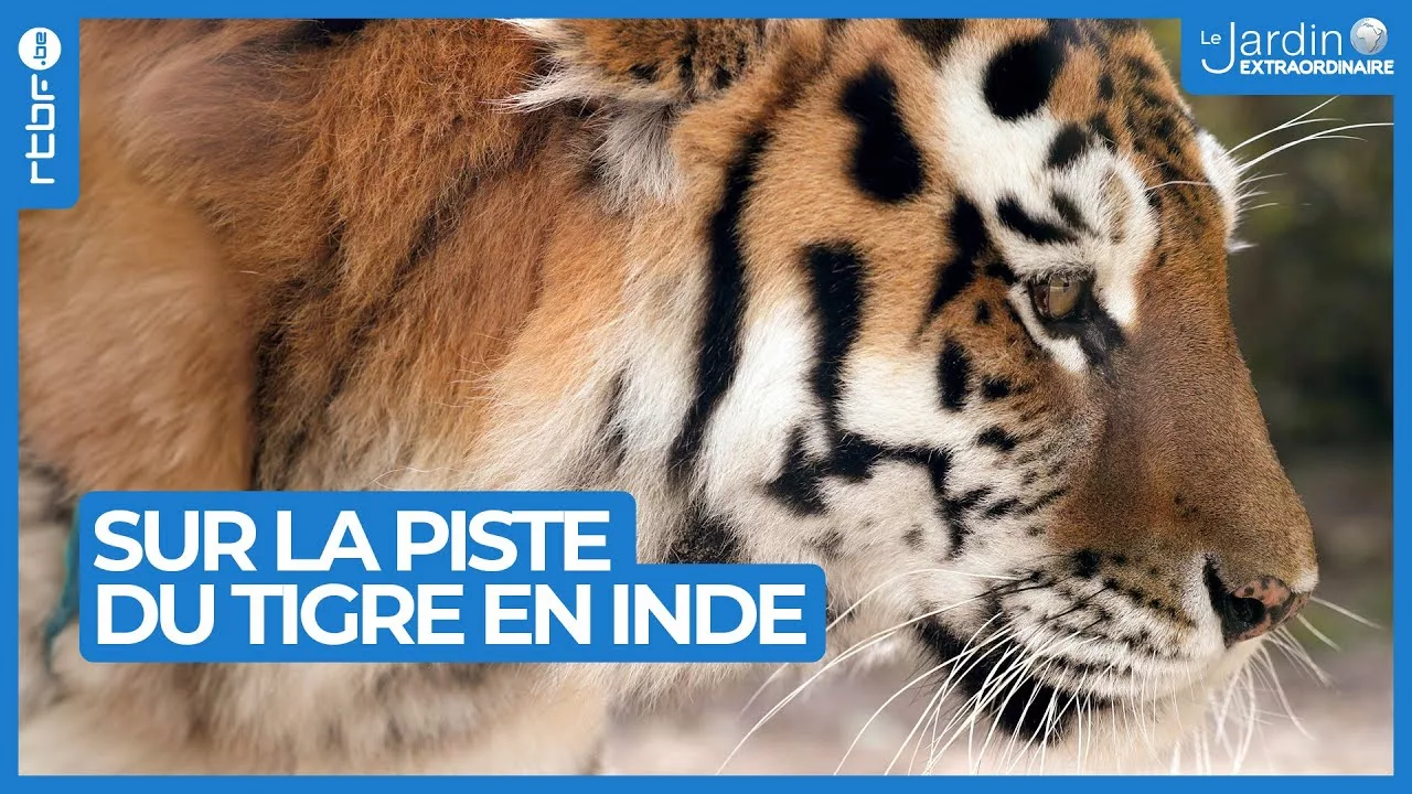 Sur la piste du tigre en Inde