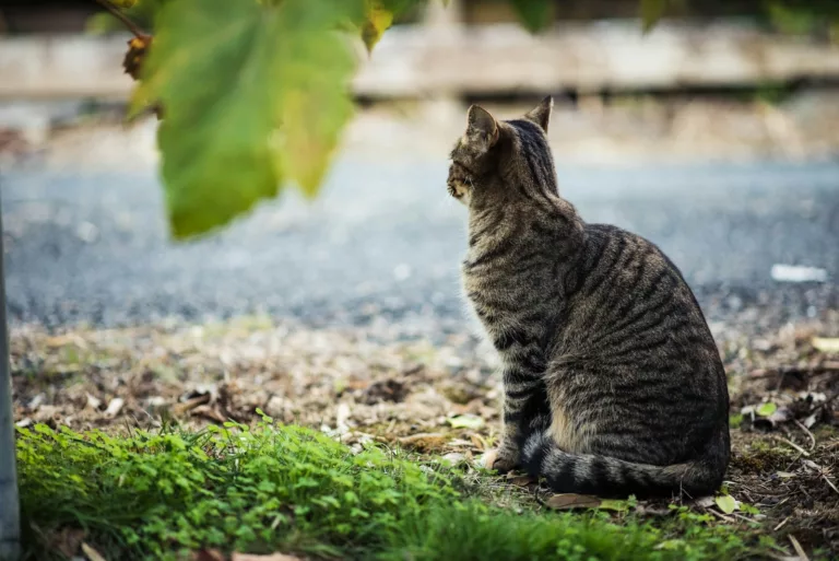 Article | Avec l’âge, les animaux deviennent de plus en plus solitaires