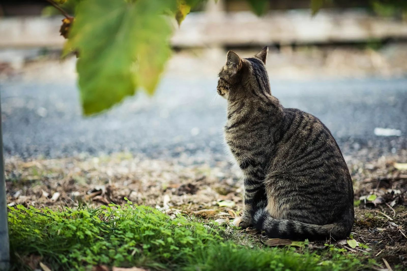 Avec l'âge, les animaux deviennent de plus en plus solitaires