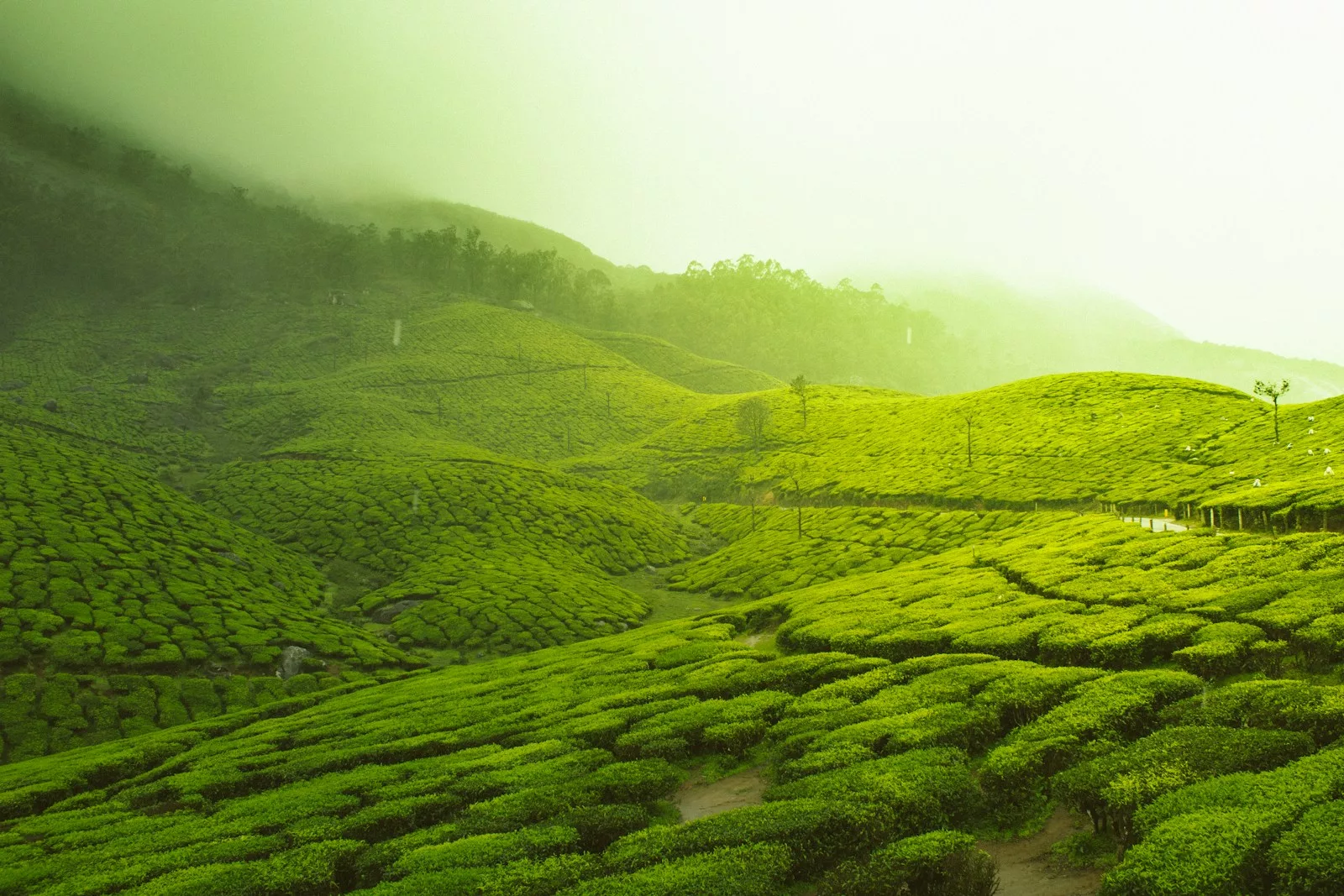 Quand partir en Inde du sud ?