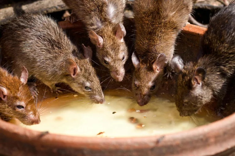 Article | Les rats : comment se débarrasser de ces nuisibles ?