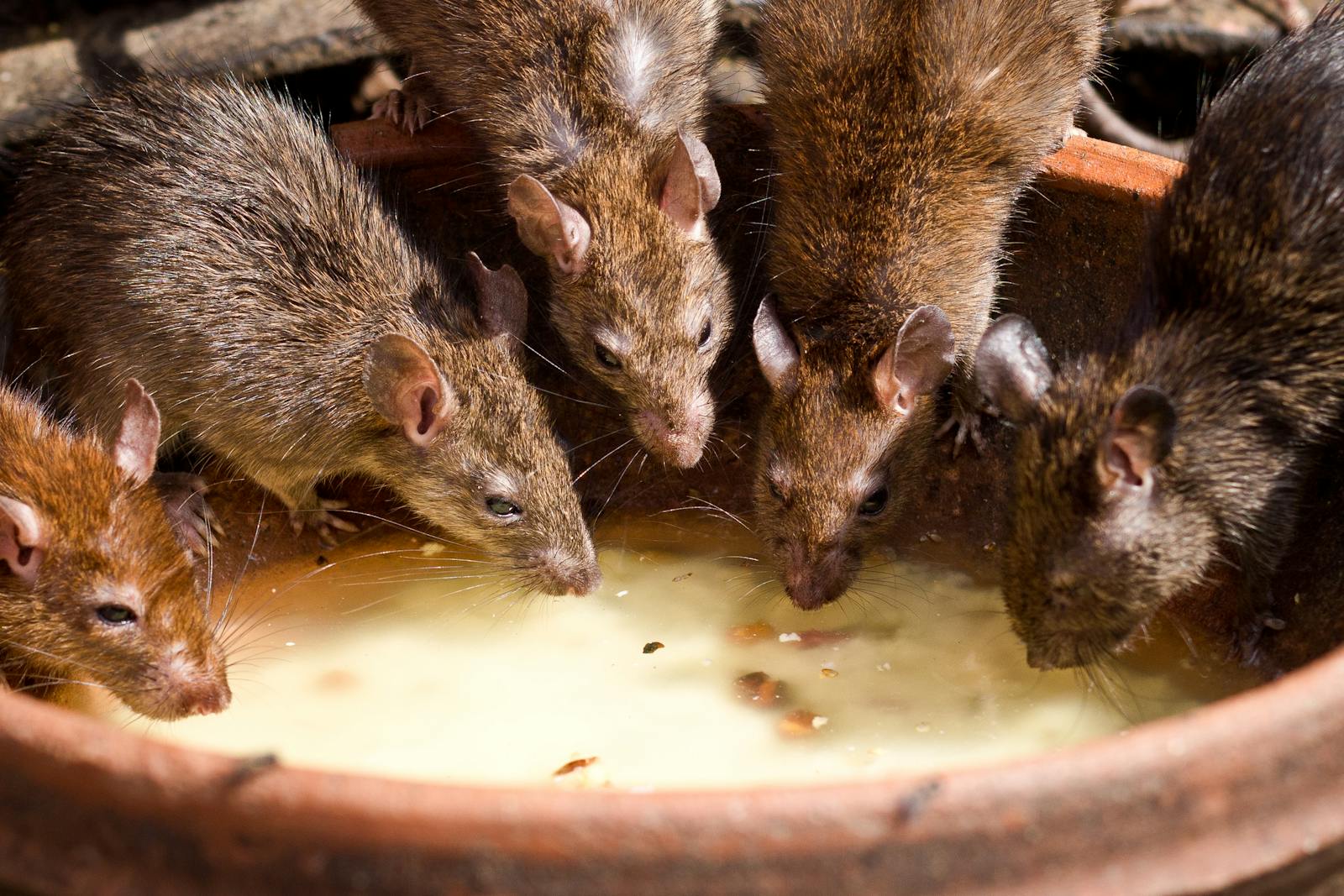 Les rats : comment se débarrasser de ces nuisibles ?