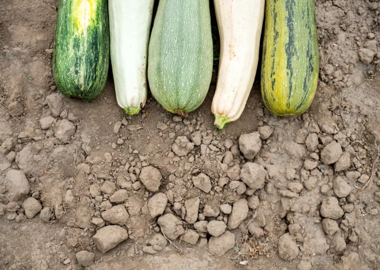 Article | Pourquoi mettre du riz au pied des courgettes ?