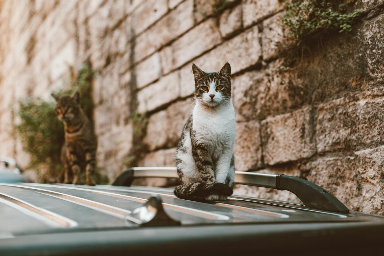 Voyager en voiture avec un chat devient simple et sans stress grâce à une bonne préparation, un environnement apaisant et des mesures de sécurité adaptées.