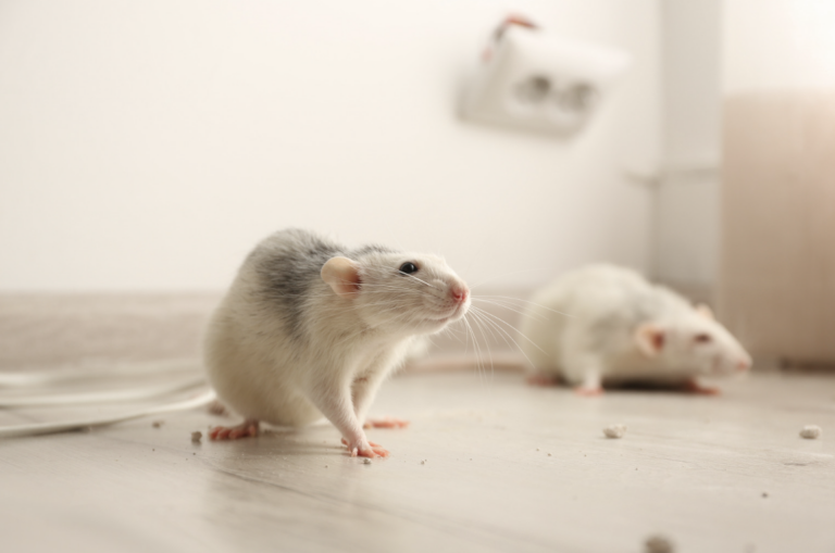 Article | Dératiseur Rouen : éliminer les rats et souris avec efficacité