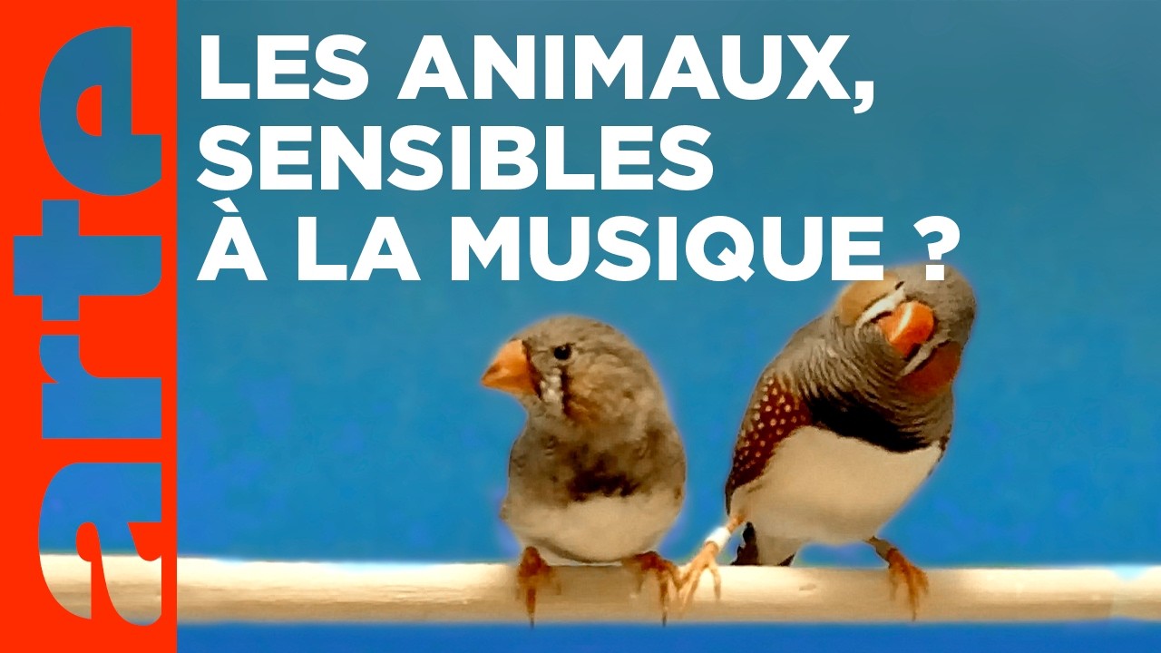 Animaux - Le rythme dans la peau ?