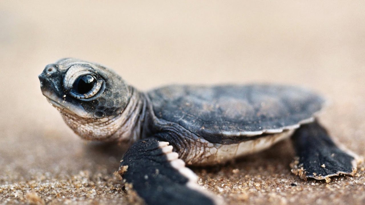 Bébé tortue : la course pour la survie