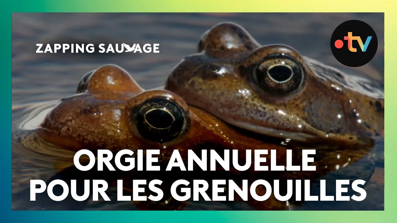 C’est l’heure de la grande orgie pour les grenouilles rousses !