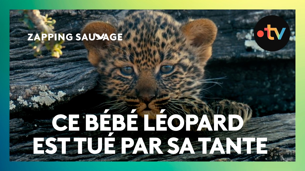 Cette femelle léopard tue le bébé de sa sœur !